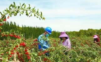 青海都兰枸杞废枝变生物质能源