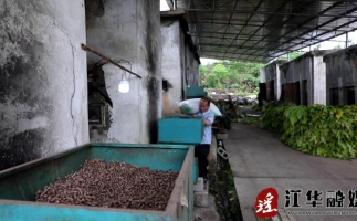 湖南省永州市江华县：“绿色烘烤”助力烟农提质增收